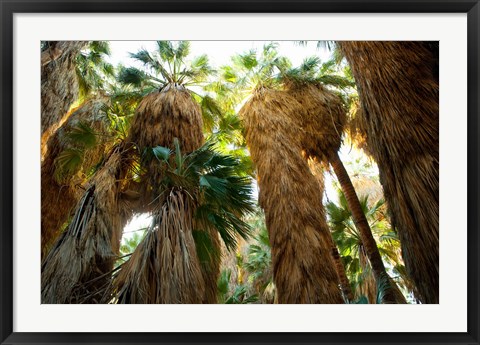 Framed Low angle view of palm trees, Palm Springs, Riverside County, California, USA Print