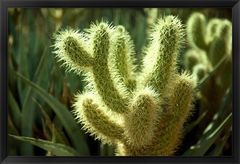 Framed Cactus in sunlight Print