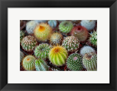 Framed Close-up of multi-colored Cacti Print