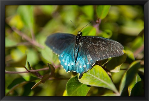 Framed Blue tinted Butterfly on a leaf Print
