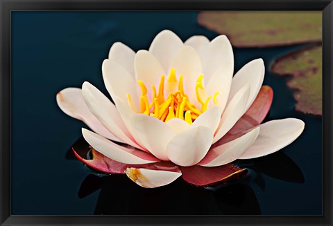 Framed Water lily in a pond, Mendocino Coast Botanical Gardens, Fort Bragg, California, USA Print