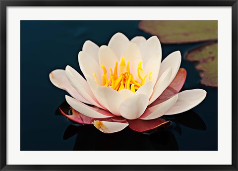 Framed Water lily in a pond, Mendocino Coast Botanical Gardens, Fort Bragg, California, USA Print