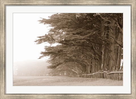 Framed Cypress trees along a farm, Fort Bragg, California, USA Print