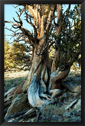 Framed Ancient Bristlecone Pine Forest, White Mountains, California Print