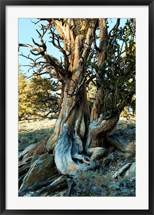 Framed Ancient Bristlecone Pine Forest, White Mountains, California Print