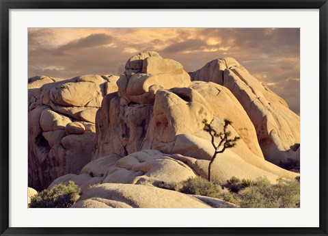 Framed Rock formations and Joshua tree at Joshua Tree National Park, California, USA Print