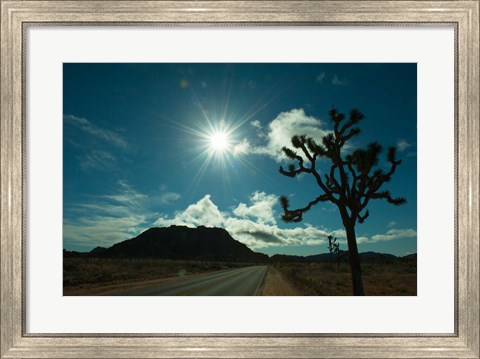 Framed Joshua tree at the roadside, Joshua Tree National Park, California, USA Print