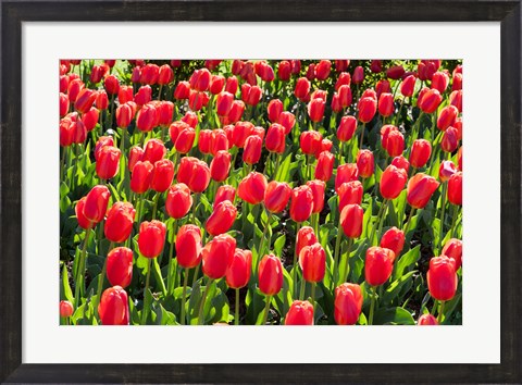 Framed Field of Red Tulips Print