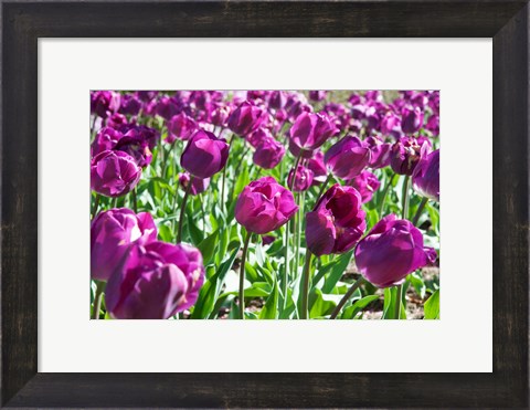 Framed Purple Tulips Print