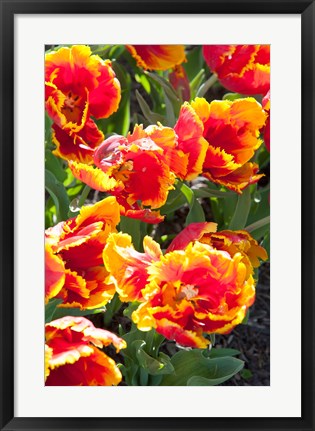 Framed Tulips at Sherwood Gardens, Baltimore, Maryland Print