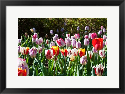 Framed Field of Tulips Print