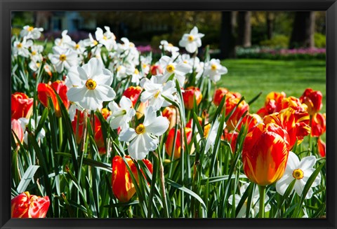 Framed Tulips and other flowers at Sherwood Gardens, Baltimore, Maryland, USA Print