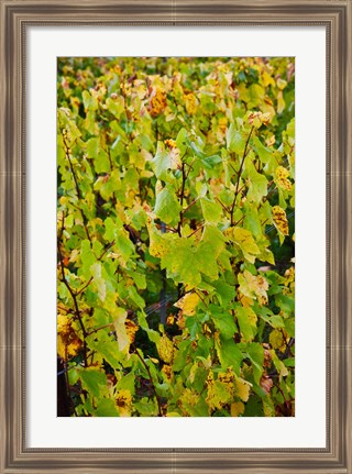 Framed Vineyard in autumn, Chigny-les-Roses, Marne, Champagne-Ardenne, France Print