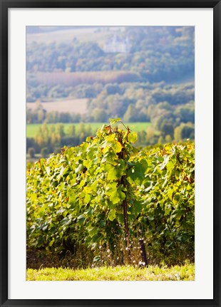 Framed Crops in a vineyard, Chigny-les-Roses, Marne, Champagne-Ardenne, France Print