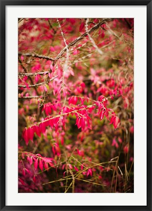 Framed Close-up of a plant in a garden in autumn, Musee de l&#39;Ecole de Nancy, Nancy, Meurthe-et-Moselle, Lorraine, France Print