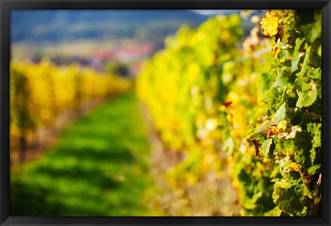 Framed Autumn Vineyards in Mittelbergheim, Alsatian Wine Route, Bas-Rhin, Alsace, France Print