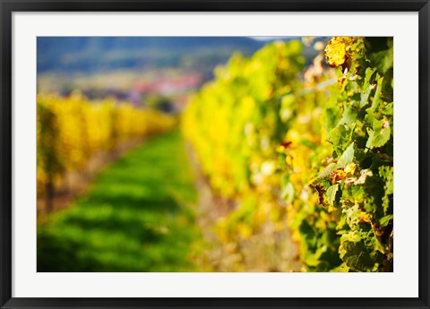 Framed Autumn Vineyards in Mittelbergheim, Alsatian Wine Route, Bas-Rhin, Alsace, France Print