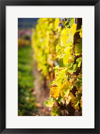 Framed Vineyards in autumn, Mittelbergheim, Alsatian Wine Route, Bas-Rhin, Alsace, France Print