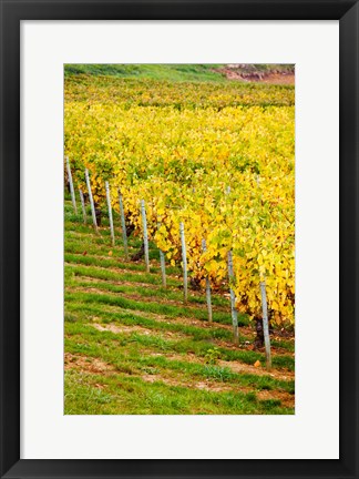 Framed Vineyard, Ozenay, Maconnais, Saone-et-Loire, Burgundy, France Print