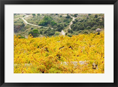 Framed Vineyards, Collioure, Vermillion Coast, Pyrennes-Orientales, Languedoc-Roussillon, France (horizontal) Print