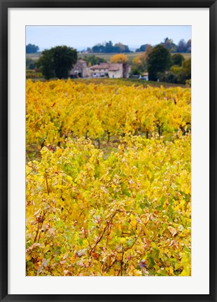 Framed Autumn Vineyards, Montagne, Gironde, Aquitaine, France Print