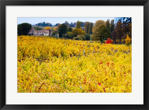 Framed Vineyards in Autumn, Montagne, Gironde, Aquitaine, France Print