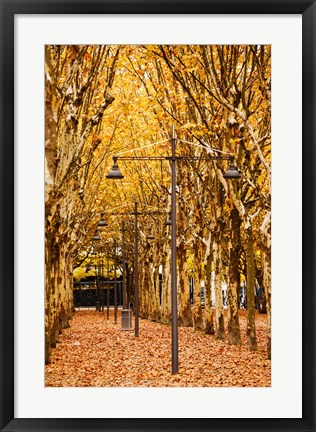 Framed Esplanade des Quinconces park in autumn, Bordeaux, Gironde, Aquitaine, France Print