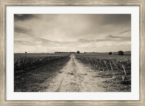 Framed Vineyards in autumn, Pauillac, Haut Medoc, Gironde, Aquitaine, France Print