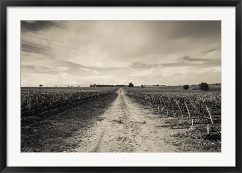 Framed Vineyards in autumn, Pauillac, Haut Medoc, Gironde, Aquitaine, France Print