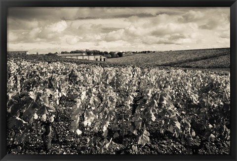 Framed Chateau Lafite Rothschild vineyards in autumn, Pauillac, Haut Medoc, Gironde, Aquitaine, France (black and white) Print