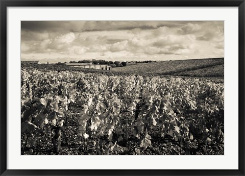 Framed Chateau Lafite Rothschild vineyards in autumn, Pauillac, Haut Medoc, Gironde, Aquitaine, France (black and white) Print