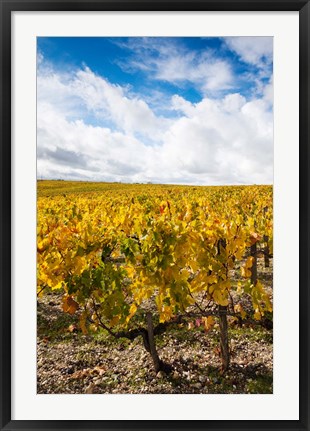 Framed Chateau Lafite Rothschild vineyards in autumn, Pauillac, Haut Medoc, Gironde, Aquitaine, France Print