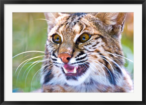 Framed Close-up of a Bobcat (Lynx rufus) Print