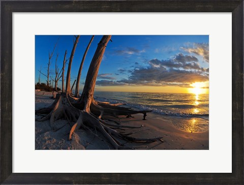 Framed Dead Trees on the Beach at Sunset, Lovers Key State Park, Lee County, Florida Print