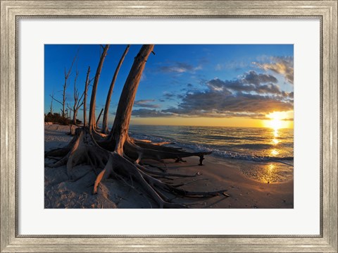 Framed Dead Trees on the Beach at Sunset, Lovers Key State Park, Lee County, Florida Print