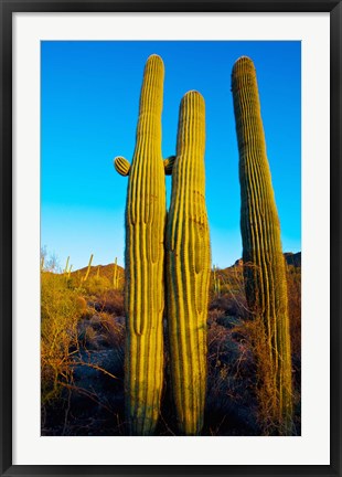 Framed Saguaro Cactus (carnegiea gigantea) in a desert, Tucson, Pima County, Arizona, USA Print