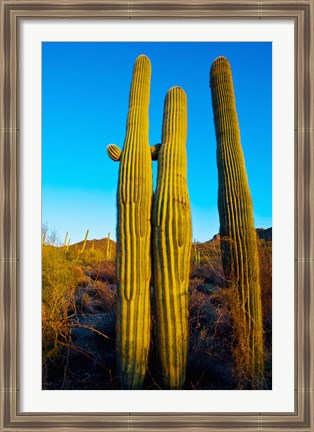 Framed Saguaro Cactus (carnegiea gigantea) in a desert, Tucson, Pima County, Arizona, USA Print