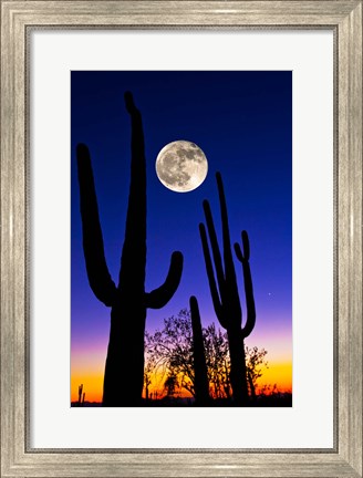 Framed Moon over Saguaro cactus (Carnegiea gigantea), Tucson, Pima County, Arizona, USA Print