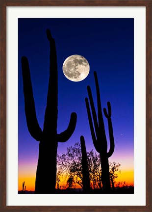 Framed Moon over Saguaro cactus (Carnegiea gigantea), Tucson, Pima County, Arizona, USA Print