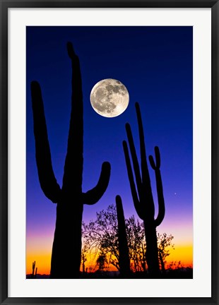 Framed Moon over Saguaro cactus (Carnegiea gigantea), Tucson, Pima County, Arizona, USA Print