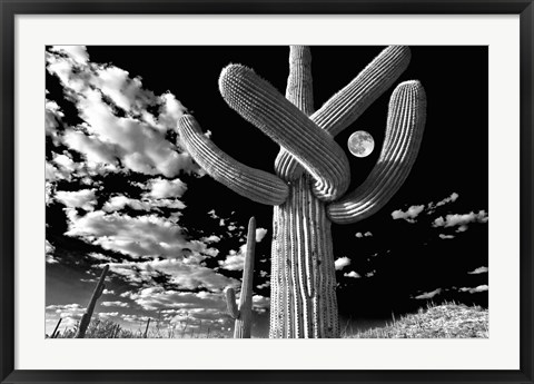 Framed Saguaro cactus, Tucson, Arizona (B&amp;W, horizontal) Print