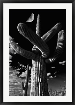 Framed Saguaro cactus, Tucson, Arizona (B&amp;W, vertical) Print