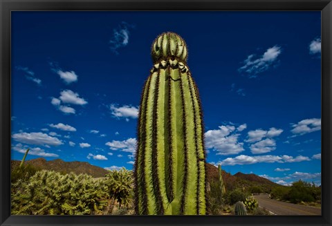 Framed Low angle view of a Saguaro cactus (Carnegiea gigantea), Tucson, Pima County, Arizona Print