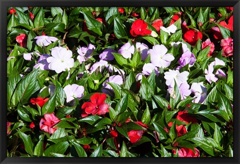 Framed Flowers in the garden at Villa Carlotta, Tremezzo, Lake Como, Lombardy, Italy Print