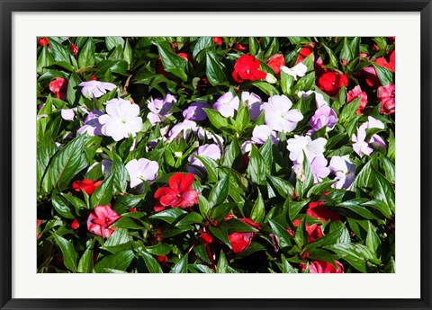 Framed Flowers in the garden at Villa Carlotta, Tremezzo, Lake Como, Lombardy, Italy Print