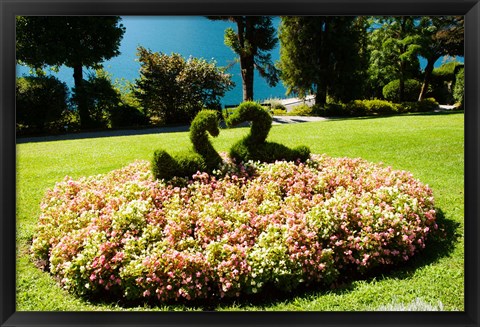 Framed Topiary and flower bed in a garden, Villa Carlotta, Tremezzo, Como, Lombardy, Italy Print