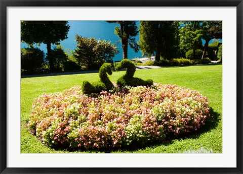 Framed Topiary and flower bed in a garden, Villa Carlotta, Tremezzo, Como, Lombardy, Italy Print