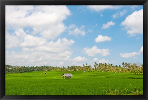 Framed Rice field, Rejasa, Penebel, Bali, Indonesia Print