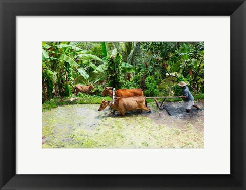 Framed Paddy Field, Rejasa, Penebel, Bali, Indonesia Print