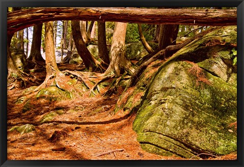 Framed Trail in a forest, Muskoka, Ontario, Canada Print